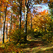 Das wenig begangene Weglein östlich vom Tanniggipfel durch herrlich leuchtenden Herbstwald.