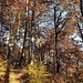 Gonzenwald 1