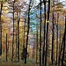 Gonzenwald 3