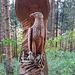Adler mit Jungvögeln im Gonzenwald