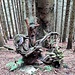 "Presenze nel bosco"