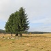Rolava, Ende des dritten Wassergrabens, vermutlich Pochwerksfundament