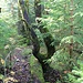 Důl Otto, Ottoschacht, Natur