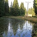 Waldteich