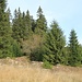 Chaloupky, Fundamentreste der Dampf- und Wasserbrettsäge
