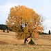 Herbstlicher Einzelbaum