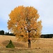 Herbstlicher Einzelbaum