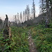 Im Aufstieg zum Grzybowiec - Auf schwarz markierten Pfad geht's durch den Wald, in dem offensichtlich Schäden zu erkennen sind (durch Sturm und wohl auch durch Borkenkäfer).