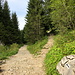 Wielka Polana Małołącka - Auf dem links sichtbaren Weg haben wir gerade die Lichtung erreicht. Nun folgen wir der schwarzen Markierung in Richtung Przełęcz w Grzybowcu (rechts). Foto vom Rückweg.