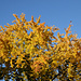 Herbstgold
