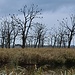 Tote Bäume mit schwarzen Vögeln - es handelt sich um Kormorane, die auf den Bäumen rasten. Hitchcock hätte sie auch nicht schöner hindrapieren können