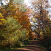 herbstlicher Wald