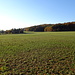 meist ist man auf dieser Runde im Wald, aber am Baumhotel kommt man dann doch auf die offene Wiese