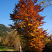 Herbstlaub