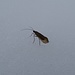 Der Schnee wäre schon tragend wenn ich nicht so schwer wäre...<br />Ich habe heute unzählige dieser Insekten gesehen.