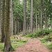 Schöner Waldweg - leider ist man aber meistens auf mehr oder weniger breiten Forststraßen unterwegs