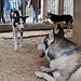 Zurück bei der Husky Lodge.