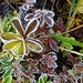 frostig-schöne Herbstblätter 3