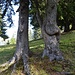 origineller Baumwuchs 1