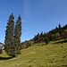 origineller Baumwuchs 2