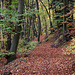 Von Leymen wanderte ich auf einem breiten Weg nordseitig durch den Herbstwald auf den Landskronberg. 