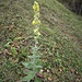 Verbascum lychnitis L.<br />Scrophulariaceae<br /><br />Verbasco licnite<br />Molène lychnite<br />Lampen-Wollkraut, Lampen-Königskerze, Mehlige Königskerze