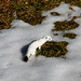 Une chouette rencontre sur le chemin !
