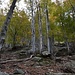 ripida faggeta