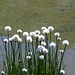fiori 'cotonosi' sulle rive del lago (Eriofori)