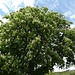 ein Kastanienbaum in voller Blüte