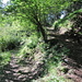 Aufstieg durch den schönen Wald obenhalb von Cortaccio