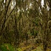 Mit dichtem Moos und Flechten bewachsener Bergregenwald rund um den Maundi Crater (2775m). Bei den nadligen Sträucher handelt es sich meist und die Baumheide (Erica arborea).