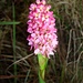 Eine schöne Orchidee beim Maundi Crater (2775m). Die Art muss ich noch bestimmen, weiss jemand mehr?