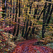 Wunderschöne Herbstwald unterhalb vom Wessenberg.