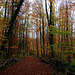 Vom Wessenberg wanderte ich immer durch schönen Herbstwald auf dem Kamm Hagenthal-le-Bas entgegen.
