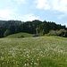Rückblick über Alpneuhus zur Hornbachegg