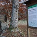 Capanne celtiche