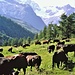 Vacche Héremance nella Val Ferret svizzera.