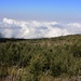 Typische Heidelandschaft mit Hochmooeren oberhalb etwa 3000m am Kilimanjaro. Die Wolken steigen fast täglich oft schon gegen Mittag nach Oben und tauchen die Landschaft bis um 4000m in dichten feuchten Nebel.