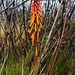 Fackellilie (Kniphofia thomsonii) auf 3400m in der Nähe vom Rastplatz zwischen den Mandara- und Horombo Huts.