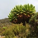 Ein Schopfbaum (Dendrosenecio kilimanjari).  
 
Der seltsame Baum ähnelt kurioserweise den nahe verwandten aber krautigen Greiskräuter (Senecio). Man trifft den Schopfbaum, manchmal auch Riesensenezie genannt, trifft sie am Kilimanjaro oft zwischen etwa 3500m und 4000m in der begrasten Heidlandschaft an. Die Pflanze kann eine Höhe von mehr als sechs Meter erreichen.