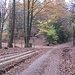 Hier wird gehe ich ein kurzes Stück auf der alphaltierten Hohe-Derst-Straße, um gleich nach schräg links wieder auf einen Waldweg abzubiegen. Die Straße ist sogar für private Autos freigegeben, die darauf ziemlich weit hinauf fahren können.