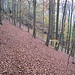 Auf dem Abstiegsweg hinunter zur Straße, durch Unmengen von herbstlichen Blättern.