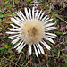 Silberdistel