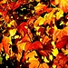 Goldroter Herbst