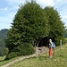 vor der riesigen Stechpalmengruppe unterhalb Kohli
