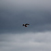 il falco pellegrino in un volo planare