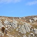 alcune capre brucano sopra l'Alpe Poncio (zoomata)