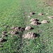 Maulwürfe an der Arbeit