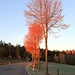 Straßenbäume im Morgenlicht